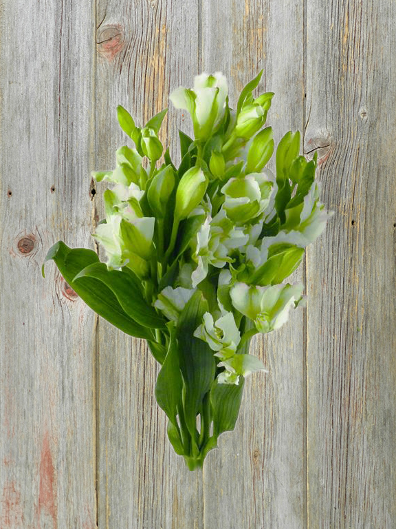 CHARMELIA WHITE